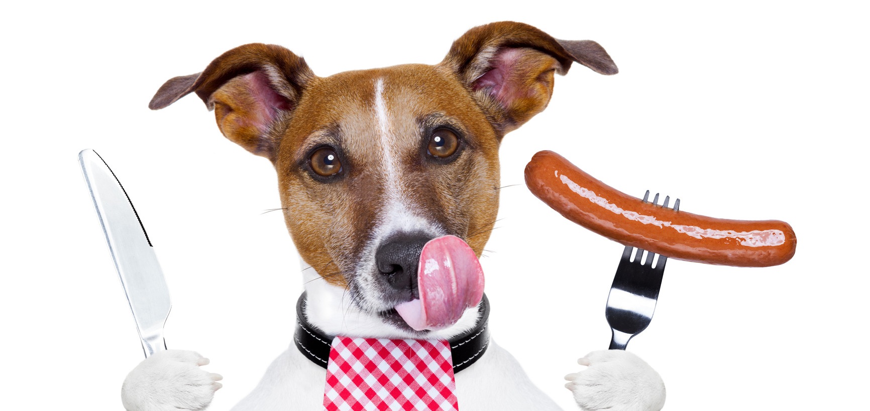 Comment nourrir son chien ? Club Français de l