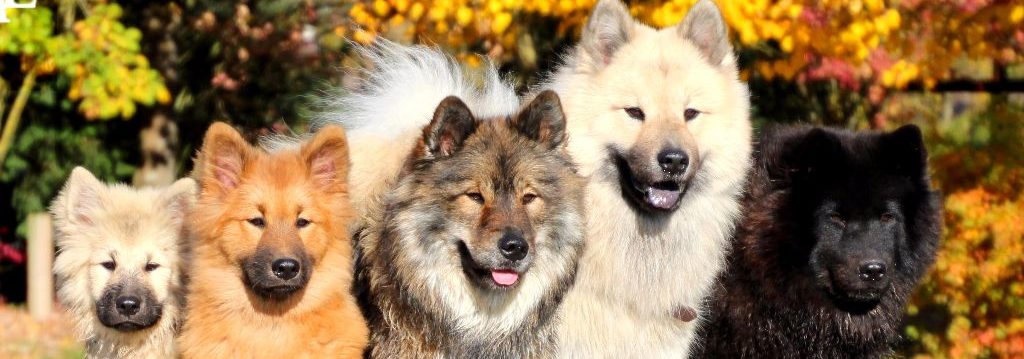 Club Français de l'Eurasier