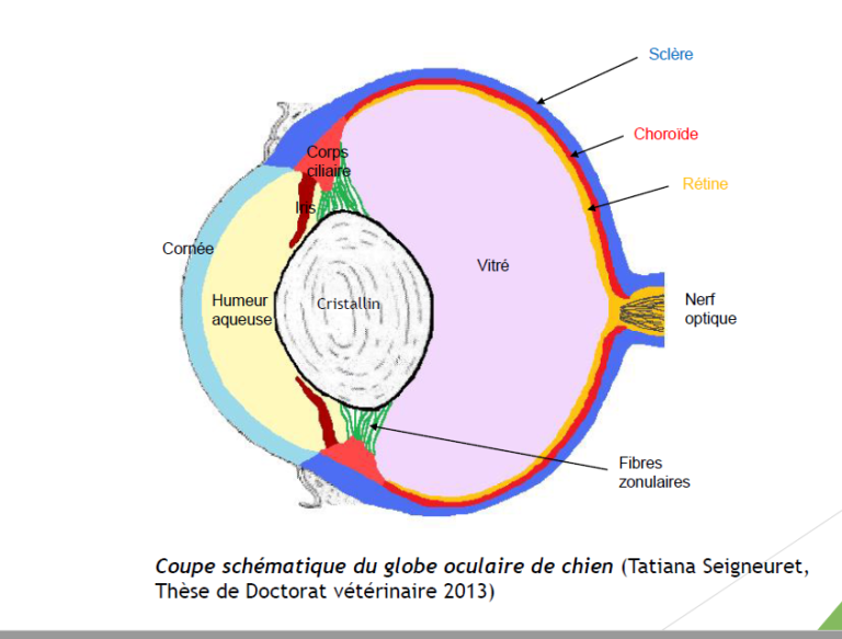 Tunique De L Oeil En 4 Lettres